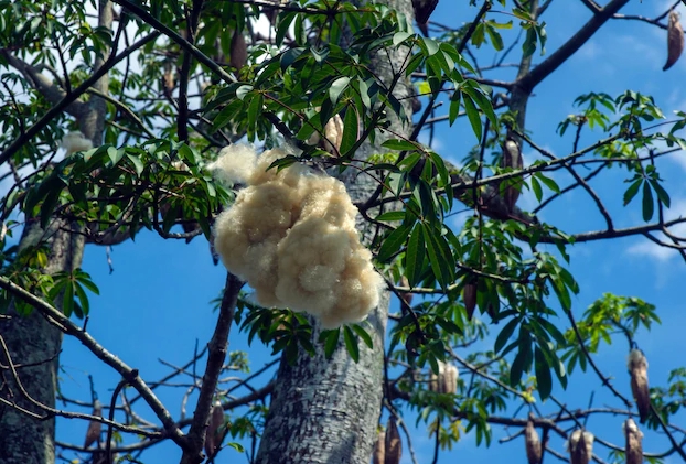 ¿De dónde surgen los 'gatitos' o pelusas que flotan en el aire de Yucatán
