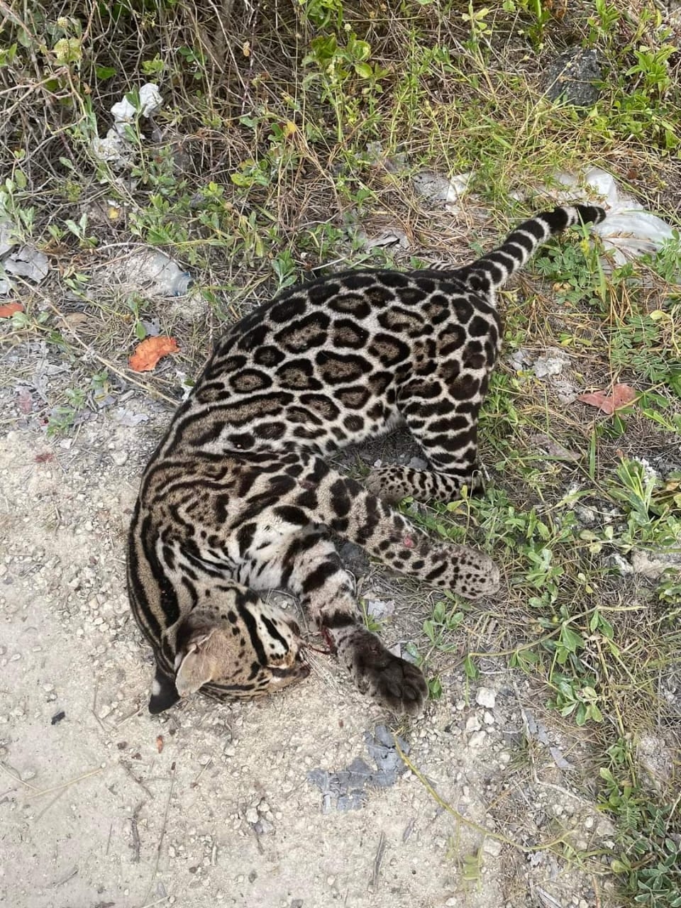 Integrantes de la Asociación Proyecto Akk Mahahual se dirigieron a la zona con la finalidad de rescatar el cuerpo del felino Integrantes de la Asociación Proyecto Akk Mahahual se dirigieron a la zona con la finalidad de rescatar el cuerpo del felino