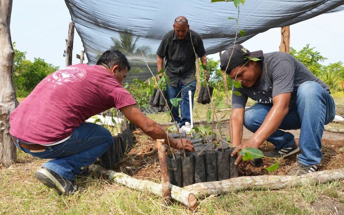 Campesinos de Campeche buscan ser autosuficientes al finalizar el programa 'Sembrando Vida' del Gobierno de México