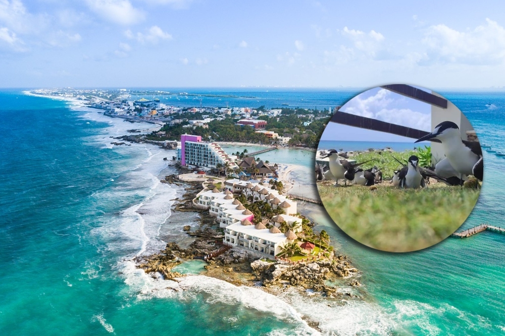 El Charrán Albinegro tiene su hábitat entre la zona de 'El Yunque', hasta Contoy, en el municipio de Isla Mujeres