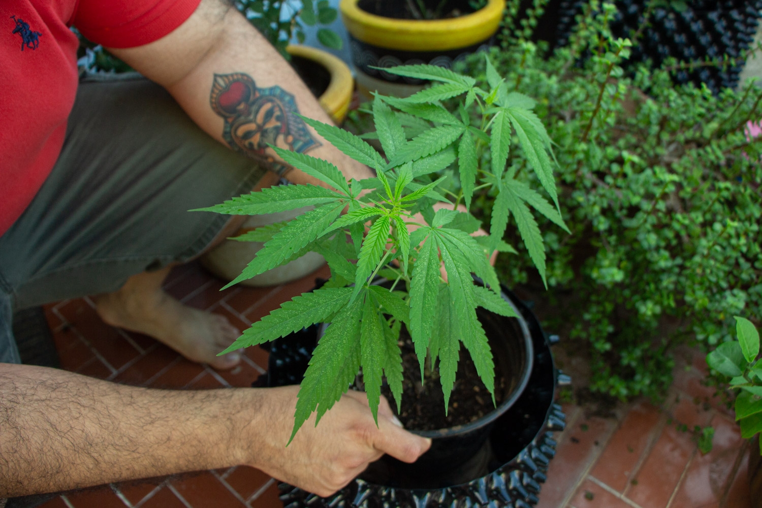 CULTIVANDO EL FUTURO: El nuevo oro verde