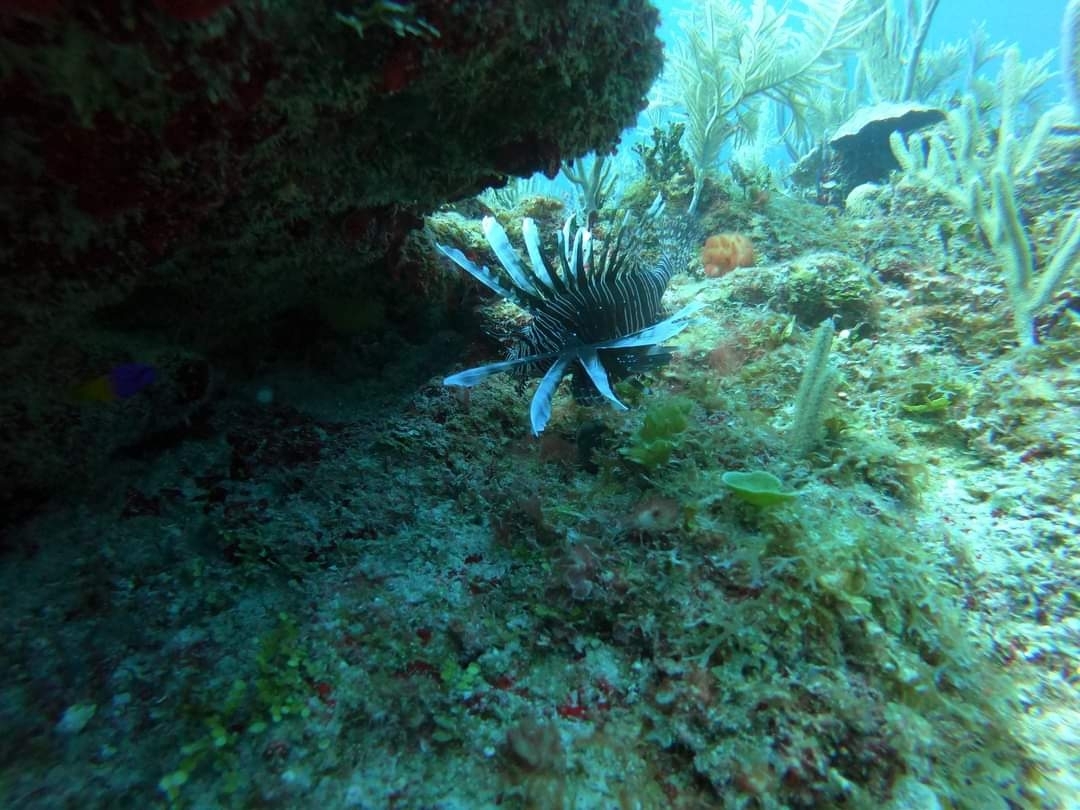 Pez León, de especie invasora en Arrecife Alacranes, a materia prima para realizar pulseras