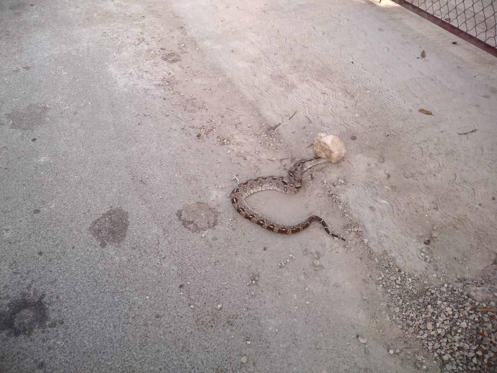 Una boa fue asesinada por vecinos de Chocholá cuando deambulaba cerca de sus viviendas Una boa fue asesinada por vecinos de Chocholá cuando deambulaba cerca de sus viviendas