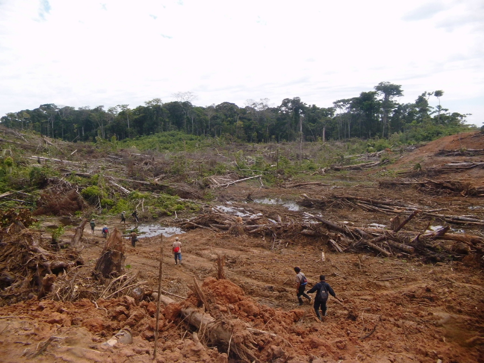 La riqueza del suelo se pierde por completo cuando se tumba la selva para construir, lo cual no es rentable por mucho tiempo