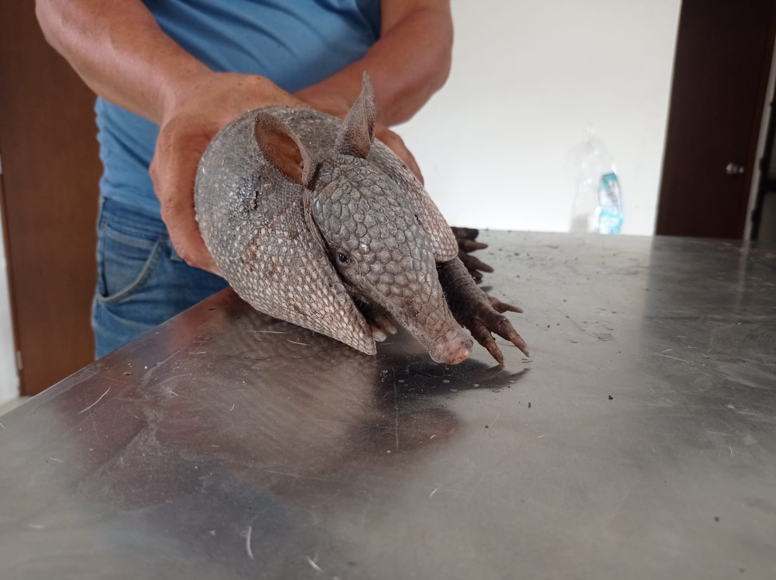 Protección Civil rescató al pequeño armadillo que había ingreso a una casa en el fraccionamiento Itzincab Protección Civil rescató al pequeño armadillo que había ingreso a una casa en el fraccionamiento Itzincab