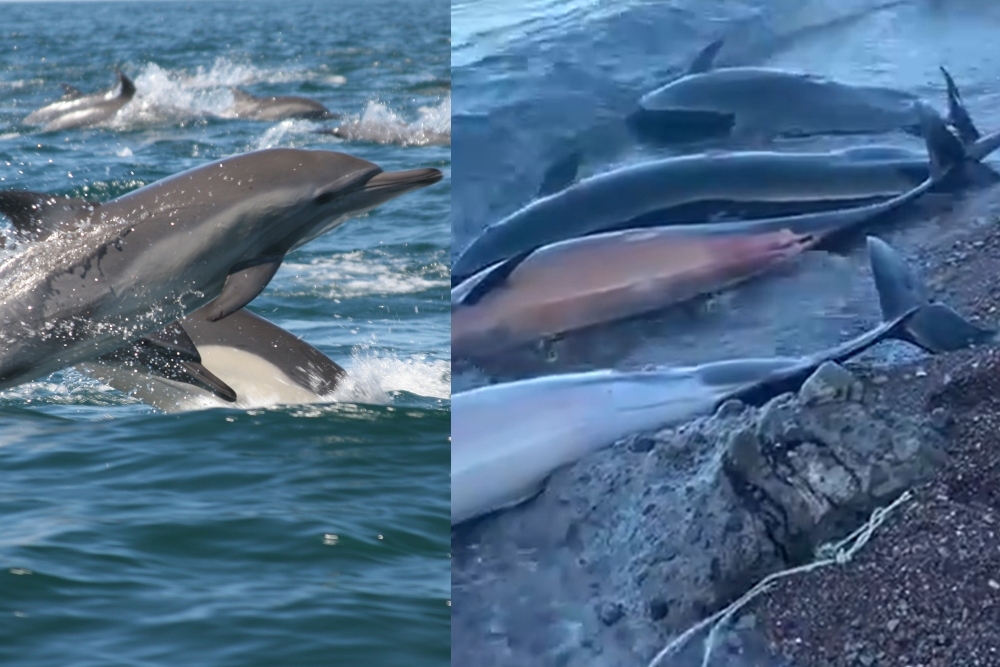 Fueron habitantes de La Paz, en Baja California Sur los que subieron a redes sociales los videos de los delfines muertos Fueron habitantes de La Paz, en Baja California Sur los que subieron a redes sociales los videos de los delfines muertos