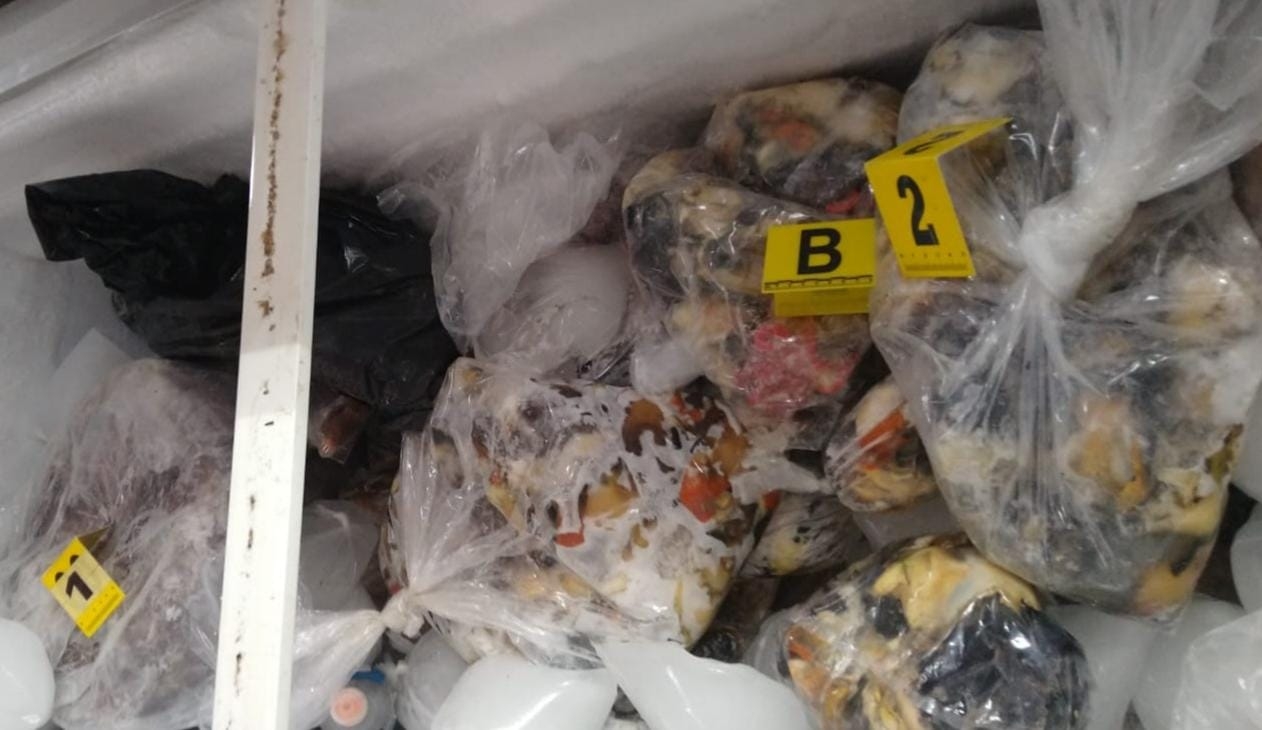 Las autoridades hicieron un decomiso enorme de pulpo Las autoridades hicieron un decomiso enorme de pulpo