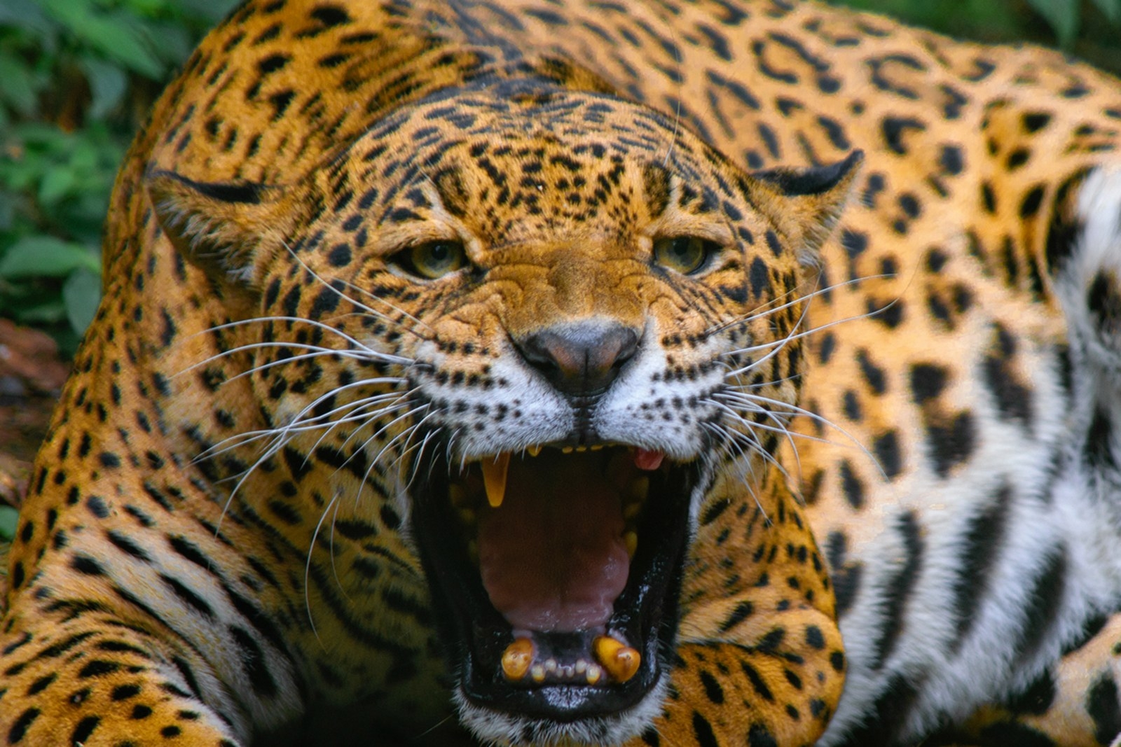 Jaguar, especie amenazada por la caza y la mancha urbana en la Península de Yucatán