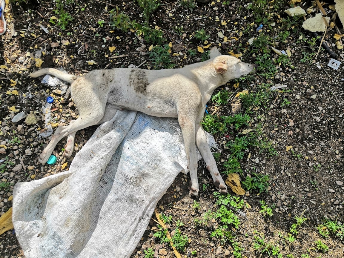 La mascota de la denunciante murió debido a los golpes propiciados por su vecino en Tizimín