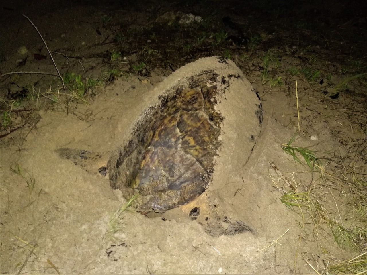 Esta misma tortuga tiene registros de anidación en 2008, 2010, 2012, 2014, 2020 y ahora en 2022.