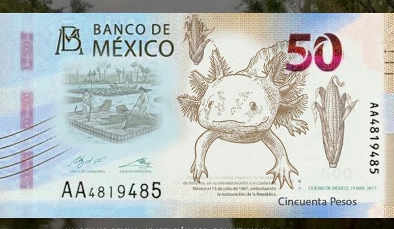 ¿Por qué dejará de circular cierto billete de 50 pesos? ¿Por qué dejará de circular cierto billete de 50 pesos?