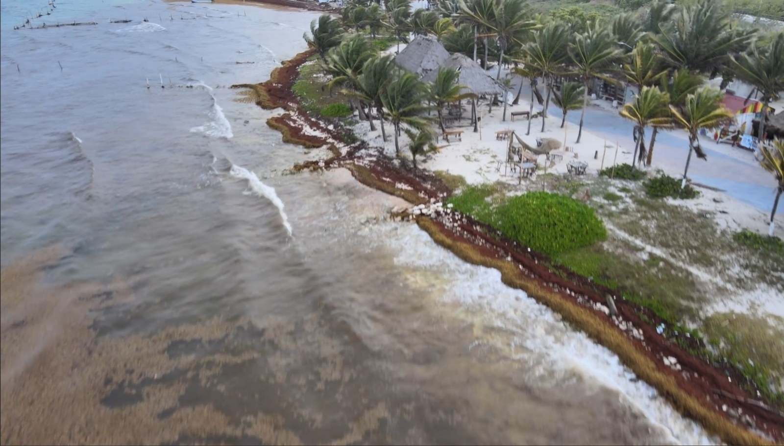Los grupos de monitoreo de sargazo de Mahahual realizaron un sobrevuelo para detectar el recale de la macroalga en esta zona de Quintana Roo