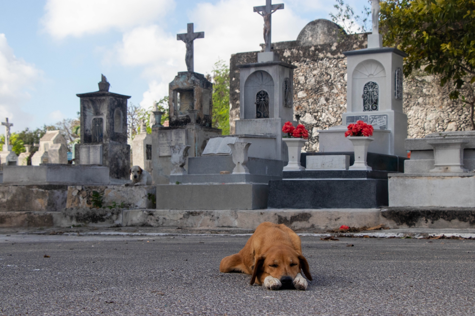 Experto asegura que el 70 por ciento de los animales comprados en Yucatán, terminan siendo abandonados después de un tiempo