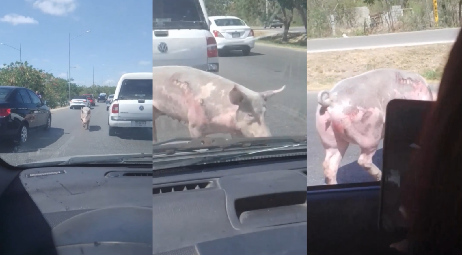 Cerdo provoca tráfico en el Periférico de Mérida: VIDEO