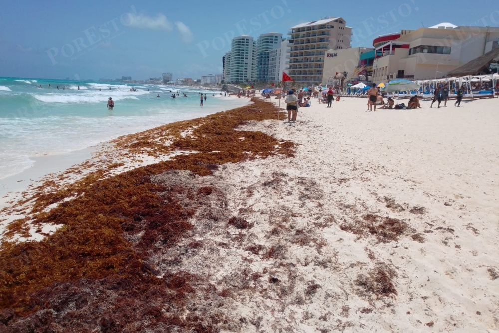 De dos a cuatro días se podría registrar un incremento en el arribo de sargazo en las costas de Quintana Roo