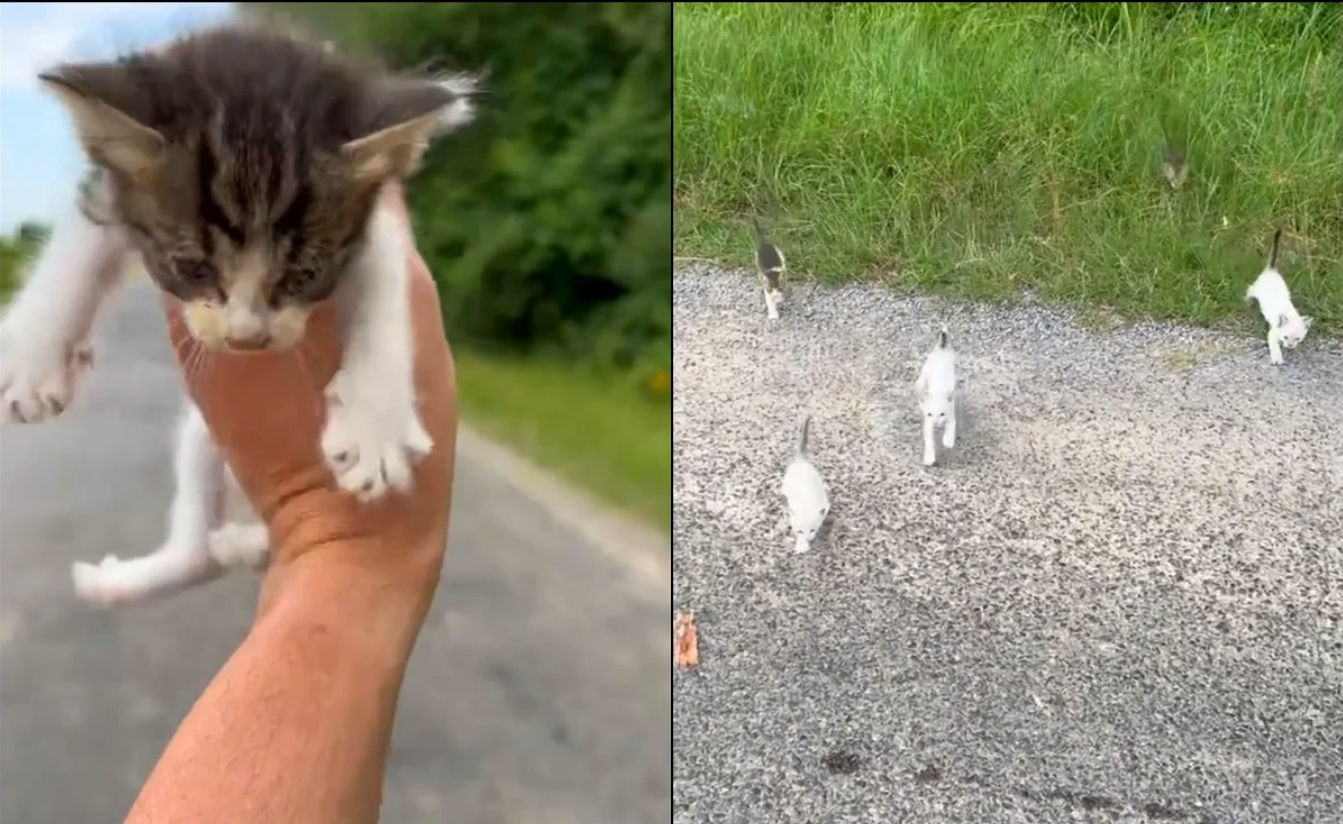 Hombre es emboscado por gatitos al rescatar a uno de ellos: VIDEO