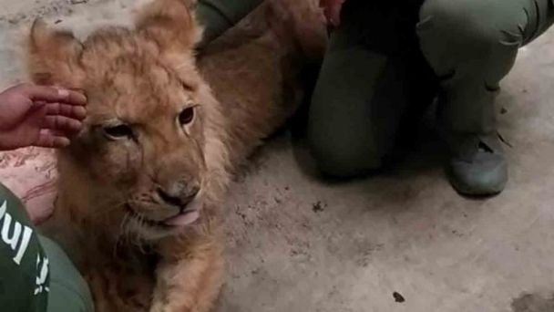 El leoncito, nombrado Kiro, ya se recupera en Pachuca, Hidalgo. Foto: Facebook El leoncito, nombrado Kiro, ya se recupera en Pachuca, Hidalgo. Foto: Facebook
