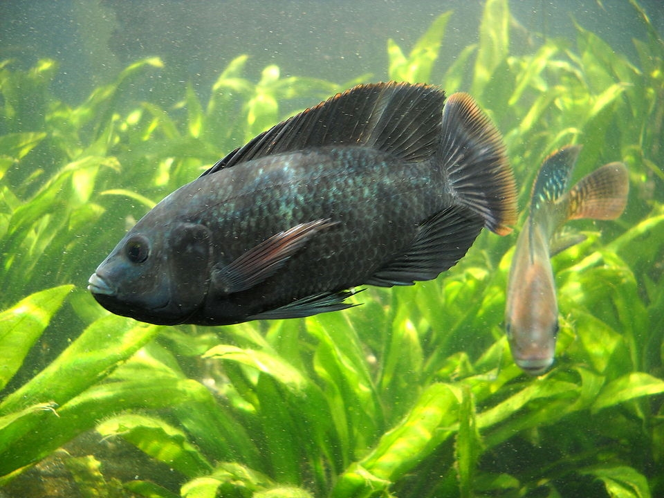 El biólogo Melendez Cumí indicó que al no poder regular la crianza de la tilapia, esta se extendió por la Laguna Chichankanaab, causando afectaciones a otras especies marinas del área
