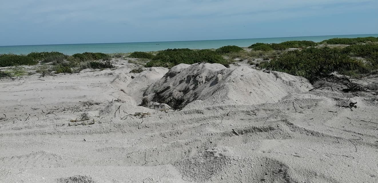 Las especies herbáceas tienen menos capacidad de reverdecer por la ocupación de dunas y la destrucción de las playas Las especies herbáceas tienen menos capacidad de reverdecer por la ocupación de dunas y la destrucción de las playas