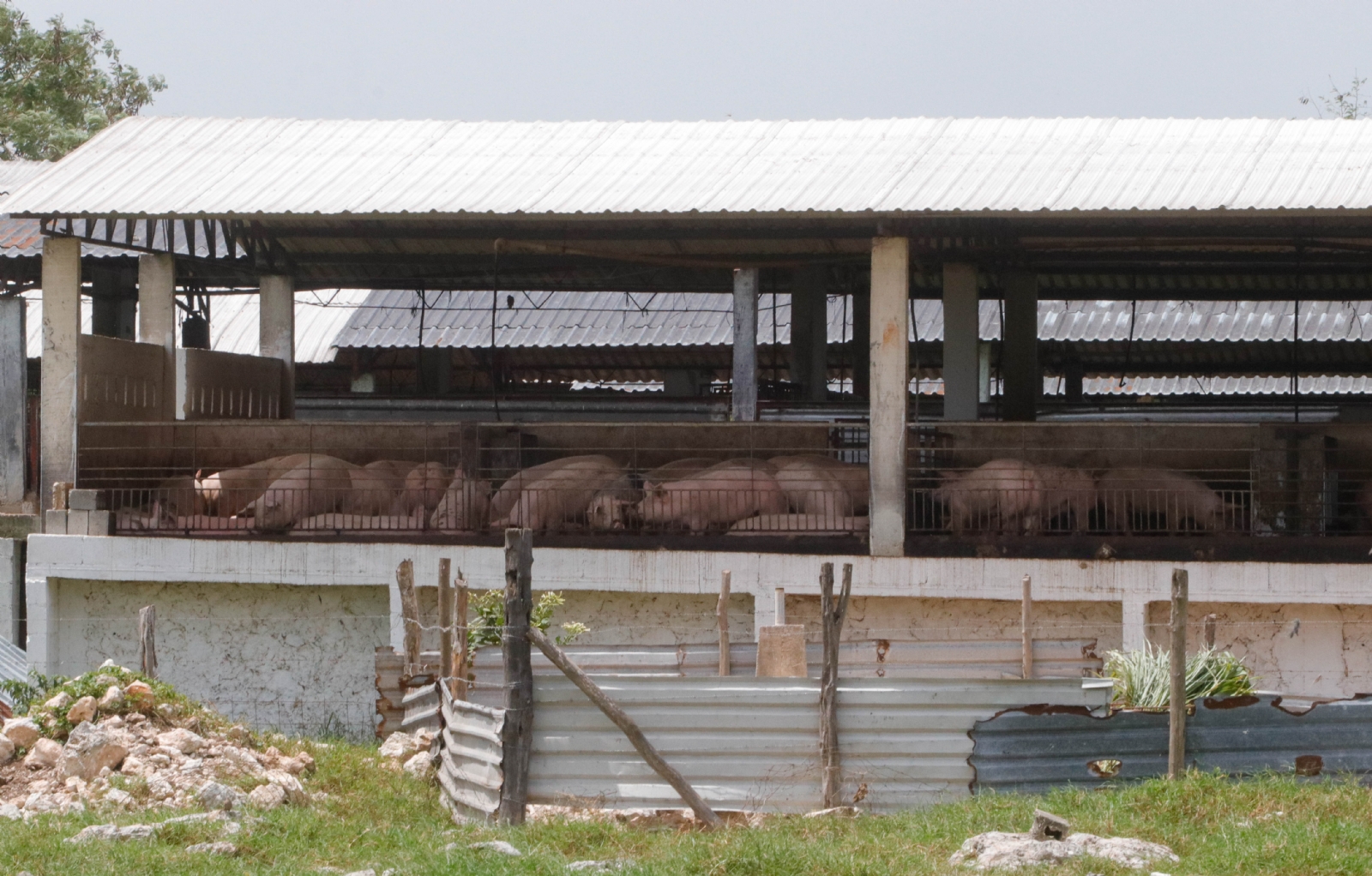 El comerciante que vendió la cochinita contaminada con clembuterol en Seyé, señaló que compró el cerdo en las granjas Kaki, que La proveedora de carne trabaja con una razón social distinta