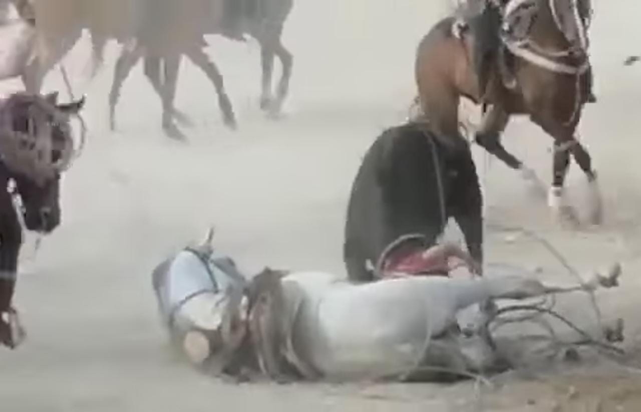 Toro destripa a un caballo en duelo de ganaderías en Tekit: VIDEO