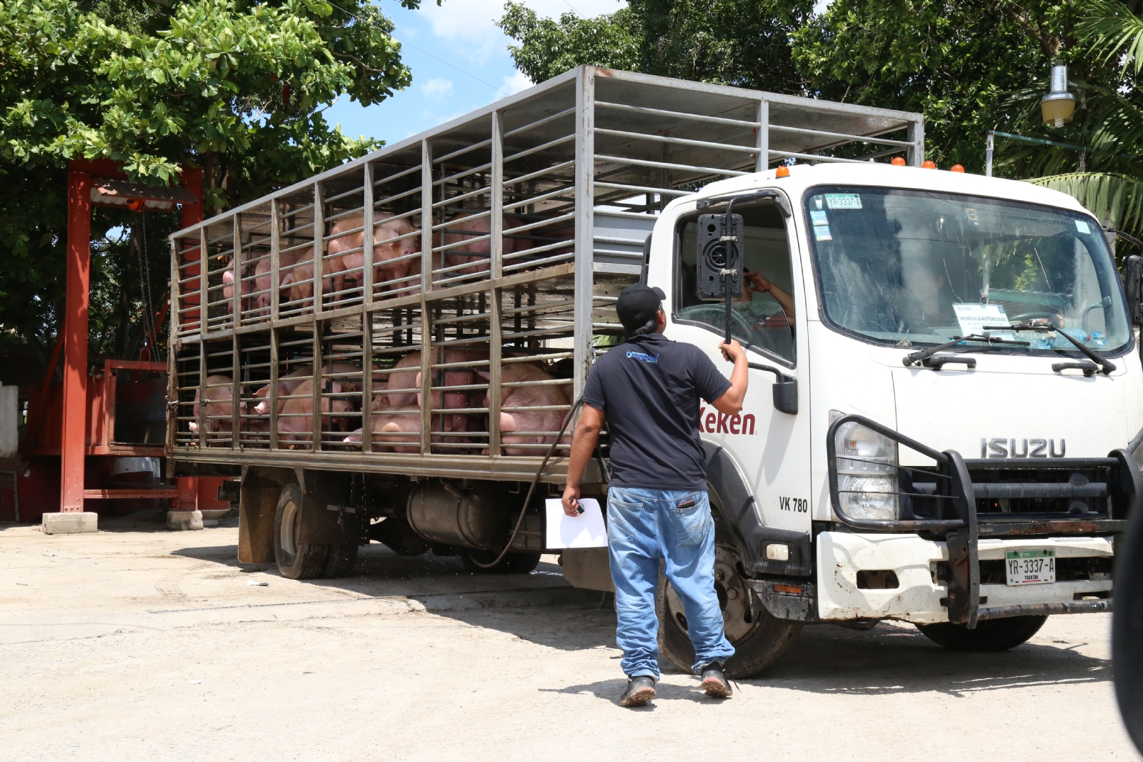 En el 2008, el Gobierno federal penalizó el uso de clembuterol en animales para consumo humano