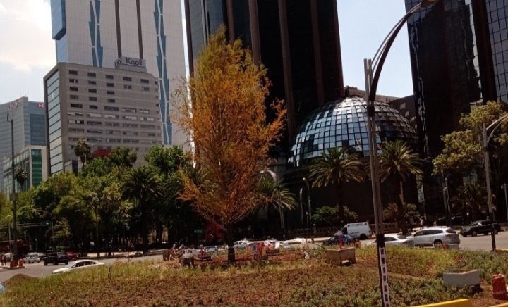 El ahuehuete que suplió a la palma en Reforma apenas se está adaptando al lugar. Foto: Especial