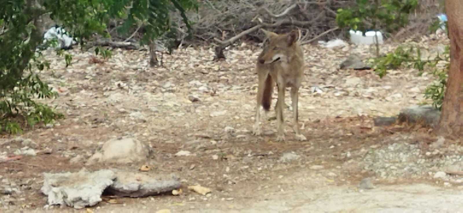 No es muy común ver este tipo de animales en la ciudad No es muy común ver este tipo de animales en la ciudad