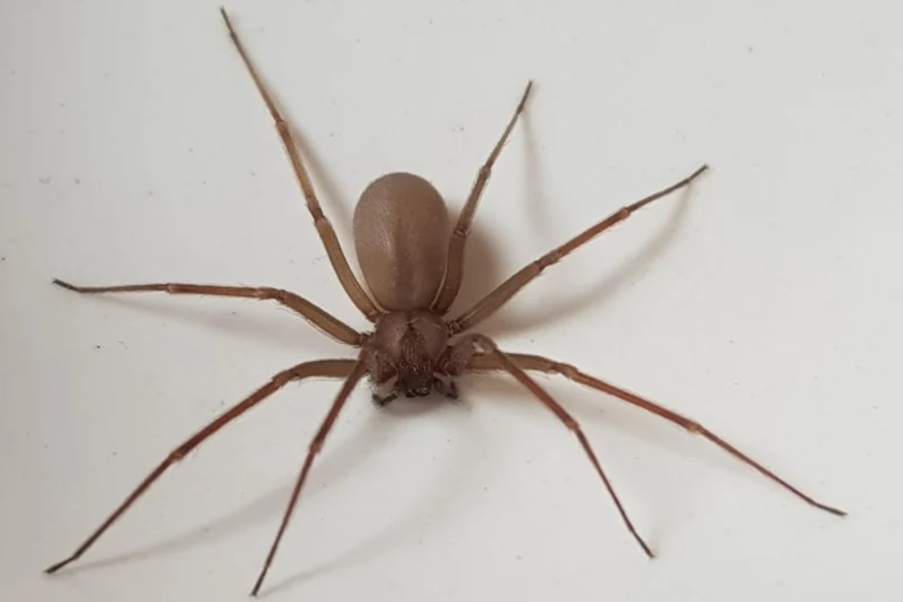 Tras la mordedura de una araña violinista, ésta resulta imperceptible durante las primeras cuatro horas posteriores a ella Tras la mordedura de una araña violinista, ésta resulta imperceptible durante las primeras cuatro horas posteriores a ella