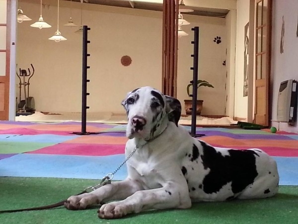 Las mascotas son otro miembro de la familia. Foto: Especial