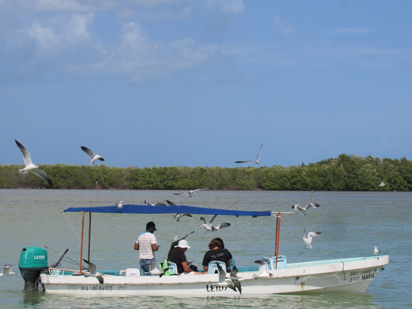 Biólogos de Tizimín detectan altos índices de herbicida en Las Coloradas, Yucatán