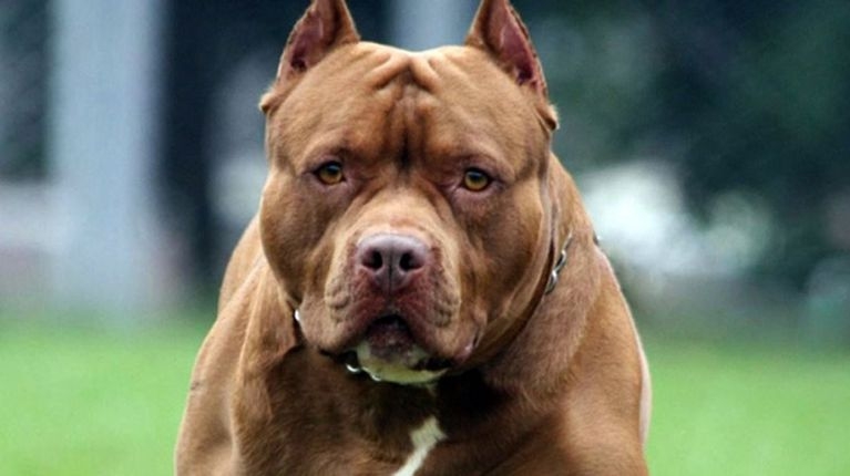 Hombre ataca con machete a perro pitbull en Cuautitlán Izcalli; Edomex; VIDEO
