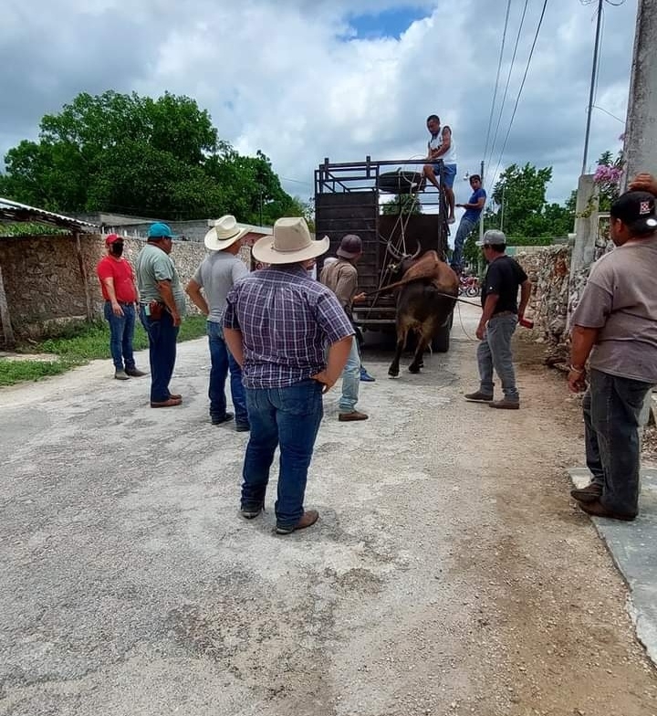 Hombres utilizaron sogas para subir de nuevo al enorme toro al camión