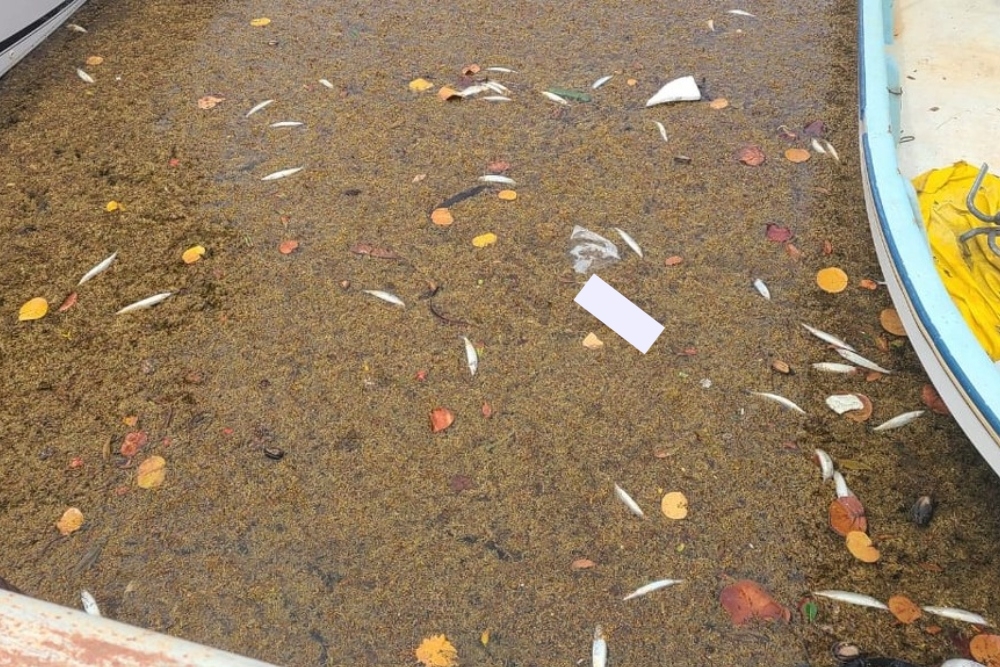 Los náuticos fotografiaron uno de los canales de la Marina de Puerto Aventuras, donde se hallaron peces muertos