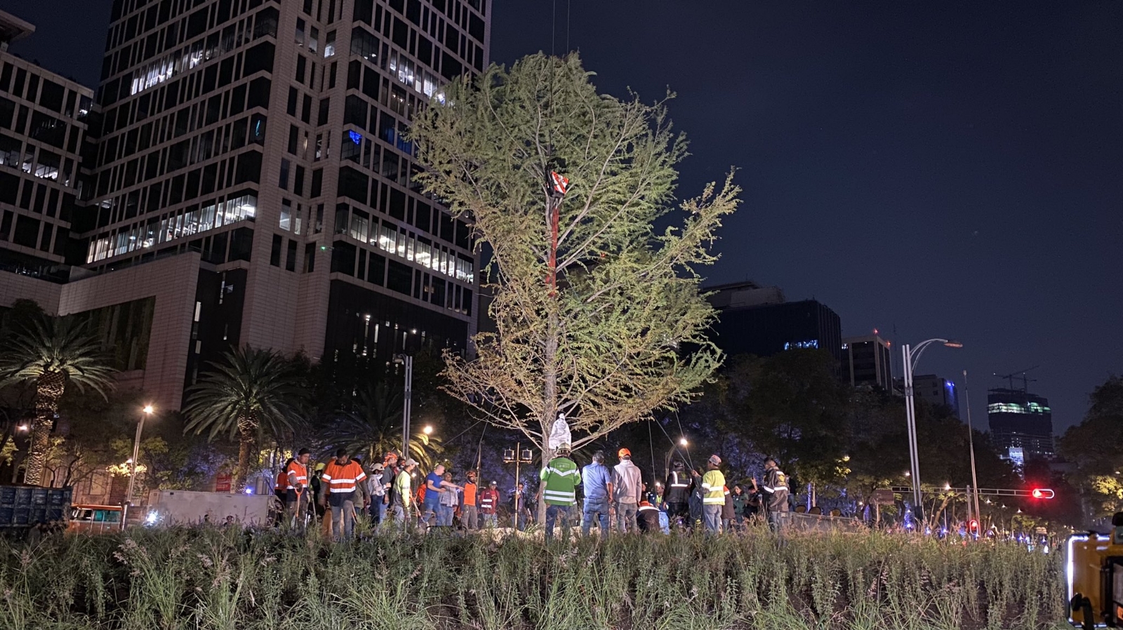 El ahuehuete fue colocado en Paseo de la Reforma la mañana de este domingo El ahuehuete fue colocado en Paseo de la Reforma la mañana de este domingo