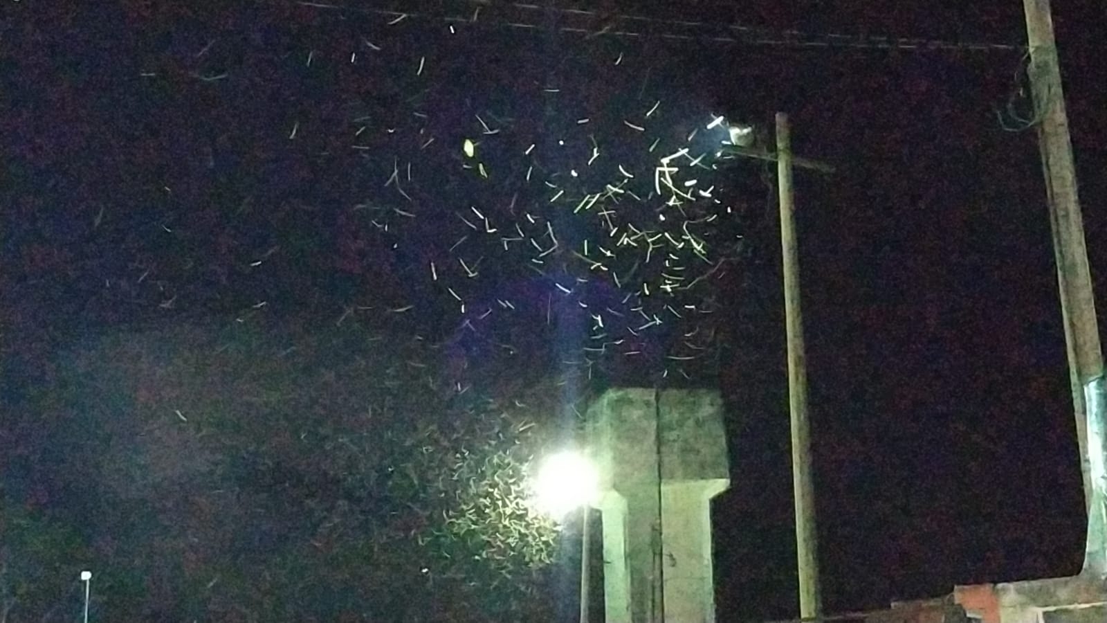 Las chinches se han visto principalmente en las lámparas de las calles de Valladolid Las chinches se han visto principalmente en las lámparas de las calles de Valladolid