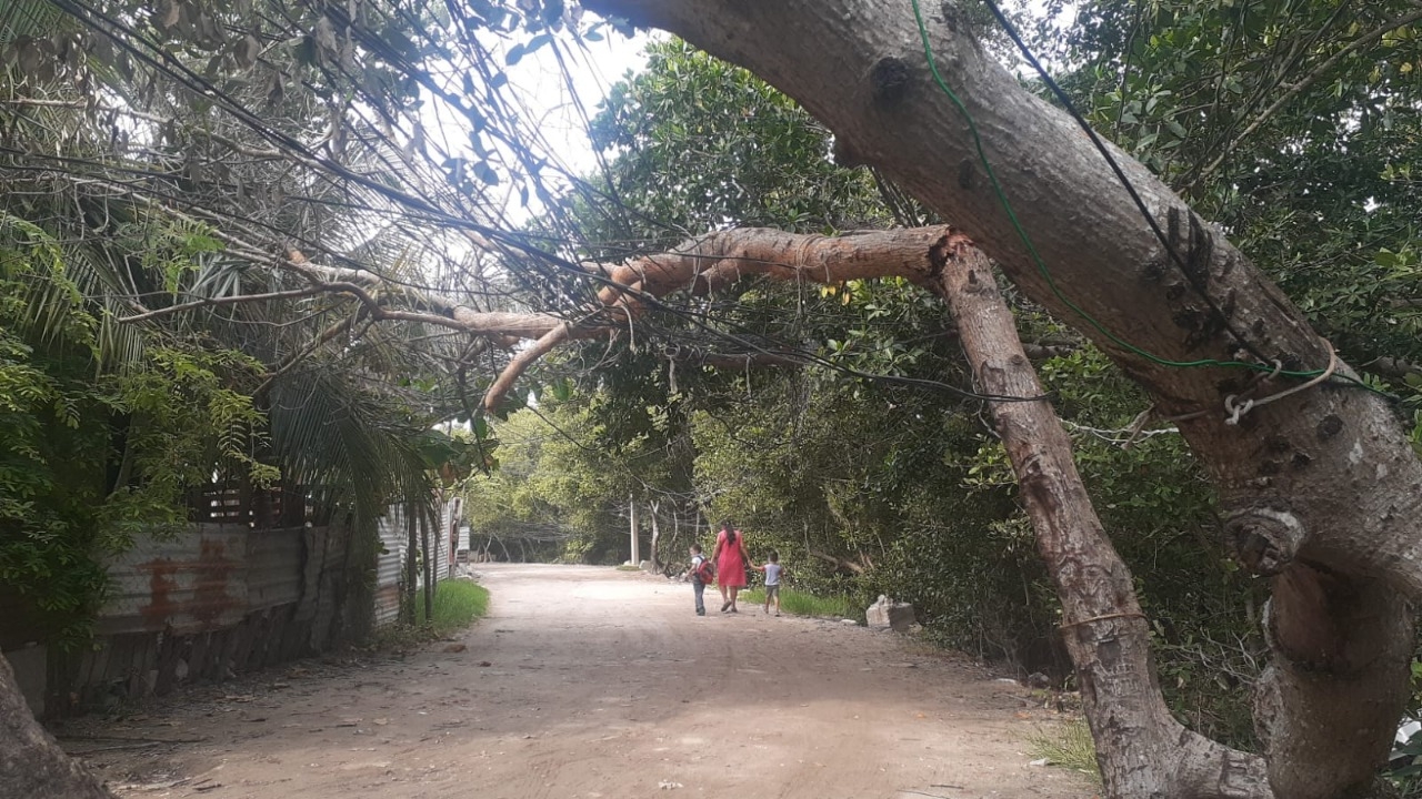 El árbol de mangle cayó justo sobre los cables de energía eléctrica El árbol de mangle cayó justo sobre los cables de energía eléctrica