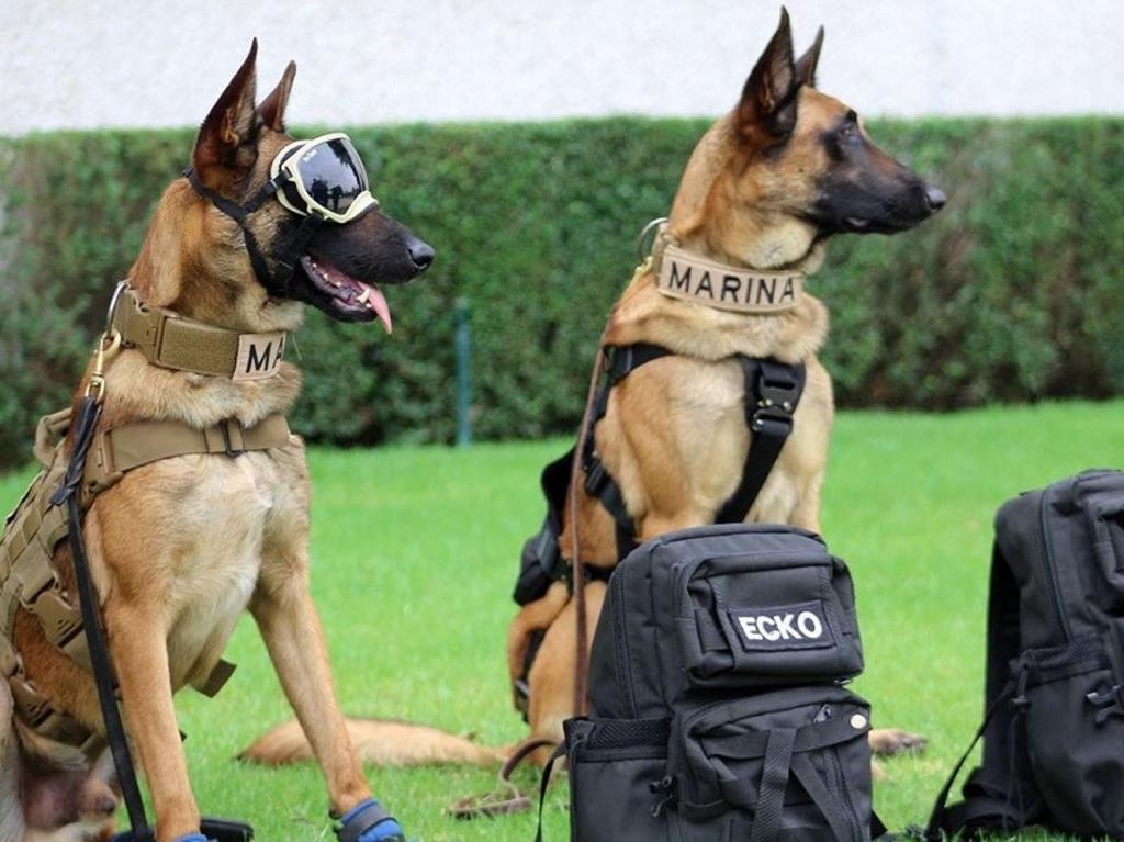 Max, el perro de la Marina que encontró a Rafael Caro Quintero