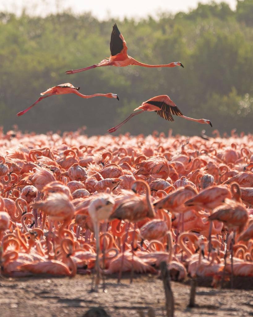 San Crisanto, es una de las zonas preferidas para los flamencos que llevan a la entidad