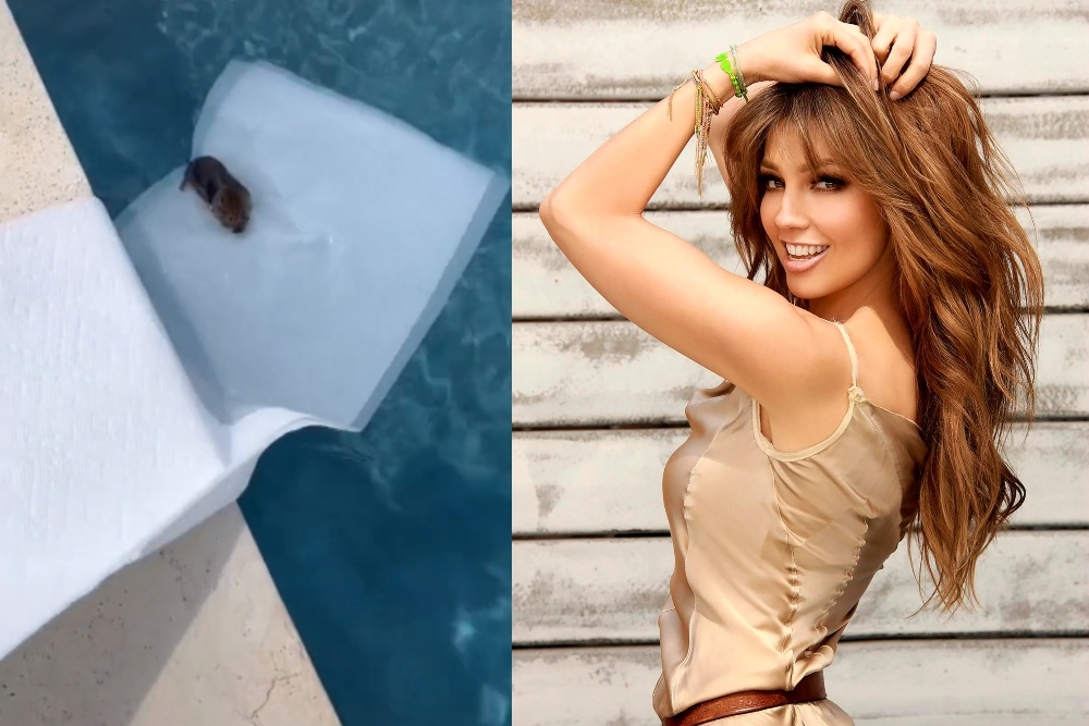Thalía celebró que el ratoncito saliera sano y salvo de la alberca, luego de que lo ayudara a no ahogarse Thalía celebró que el ratoncito saliera sano y salvo de la alberca, luego de que lo ayudara a no ahogarse