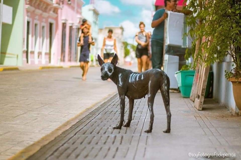 Frida era vista siempre a la puerta del negocio de sus dueños