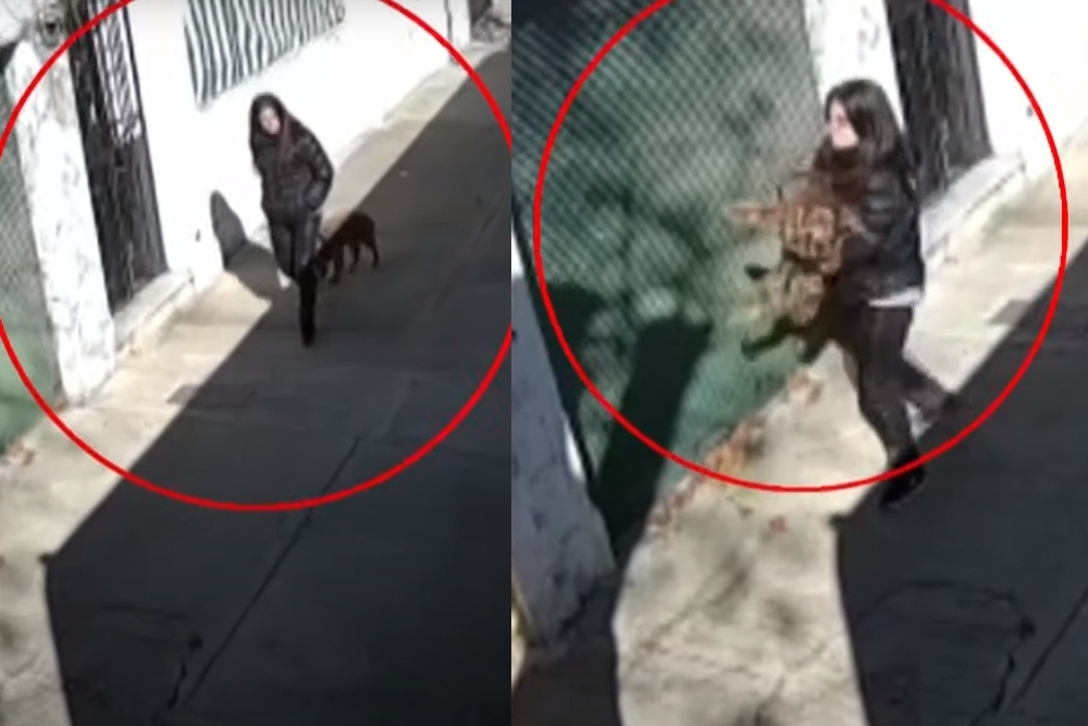 La dueña de 'Adriano' lo cargó y lo aventó al jardín de una mujer, que dio aviso a su amiga, quien colabora en la asociación 'Patitas en Casa' en Argentina La dueña de 'Adriano' lo cargó y lo aventó al jardín de una mujer, que dio aviso a su amiga, quien colabora en la asociación 'Patitas en Casa' en Argentina