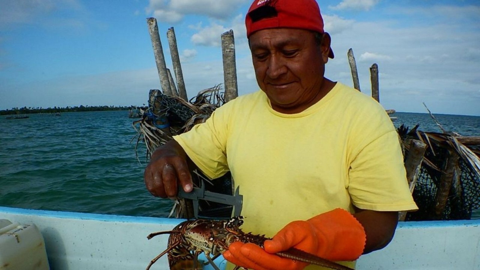 Los pescadores acudieron al campamento pesquero cerca de Cabo Catoche en Quintana Roo para iniciar la captura de langosta Los pescadores acudieron al campamento pesquero cerca de Cabo Catoche en Quintana Roo para iniciar la captura de langosta