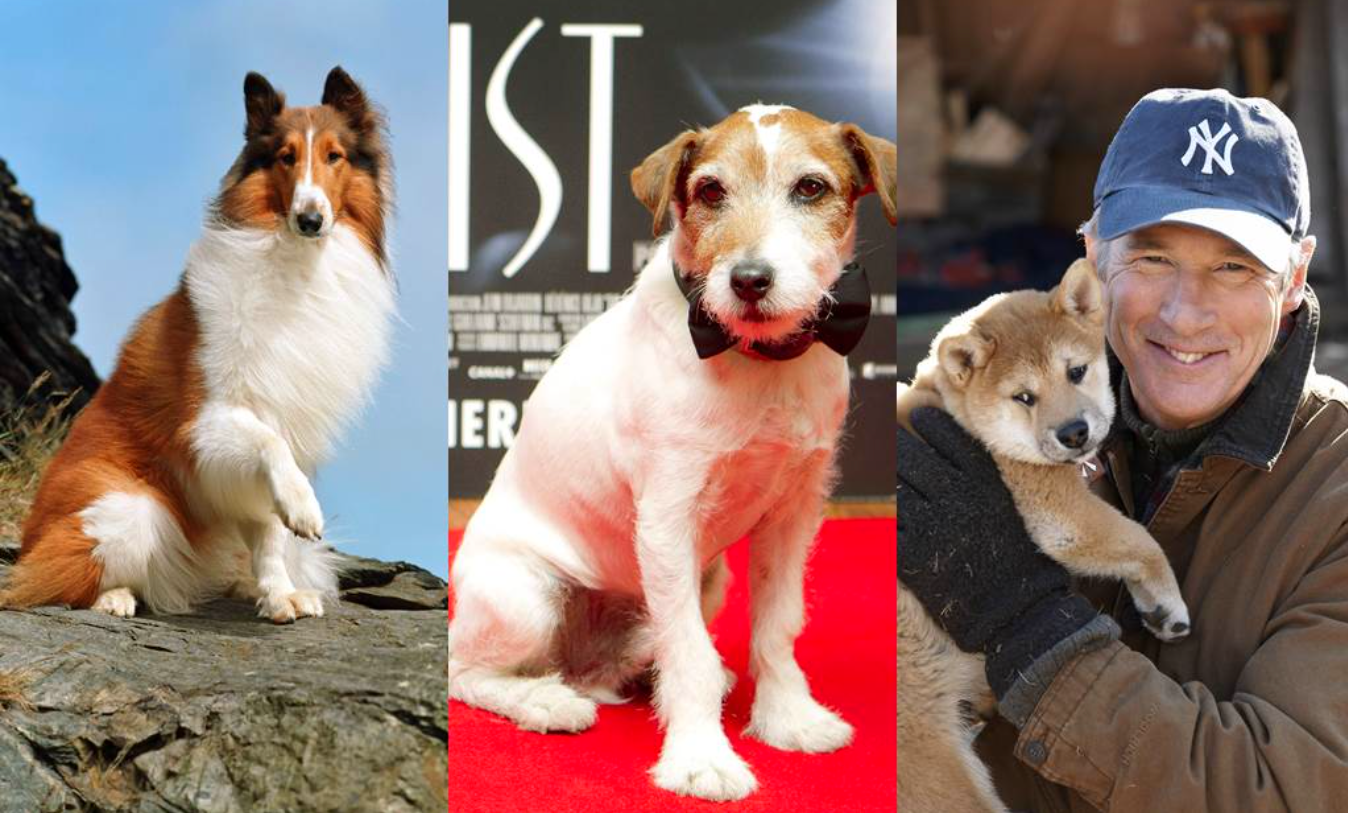 Desde el 2004, cada 21 de julio se festeja en todo el planeta el Día Mundial del Perro