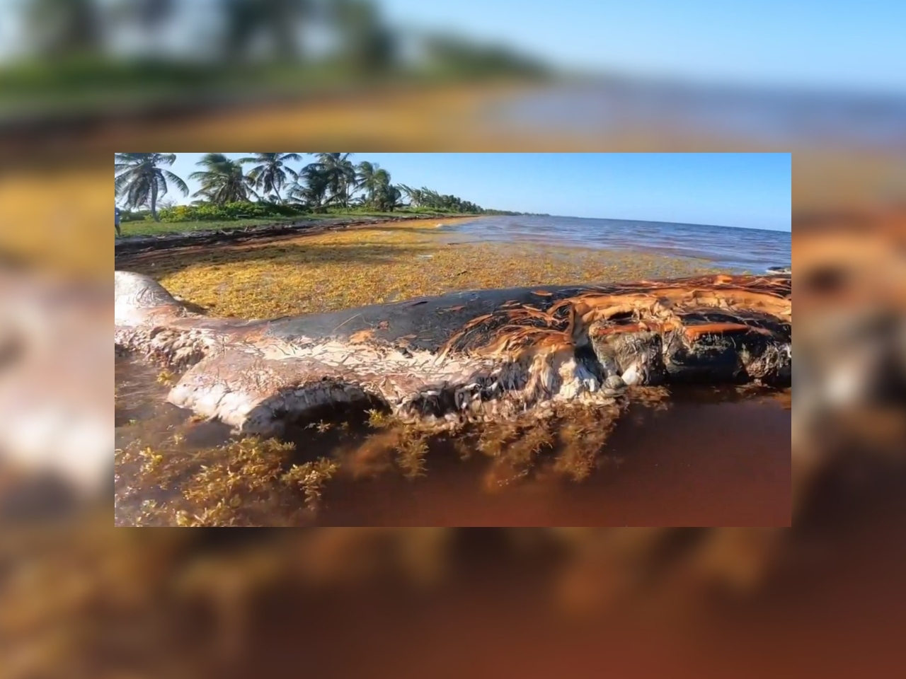 Los restos de la ballena no podrán ser retirados debido al peso y al estado de los mismos, mientras investigarán las causas de la muerte y posterior recale en Mahahual Los restos de la ballena no podrán ser retirados debido al peso y al estado de los mismos, mientras investigarán las causas de la muerte y posterior recale en Mahahual