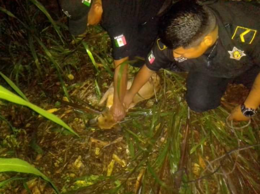 En el rescate estuvieron Protección Civil y Policía Municipal
