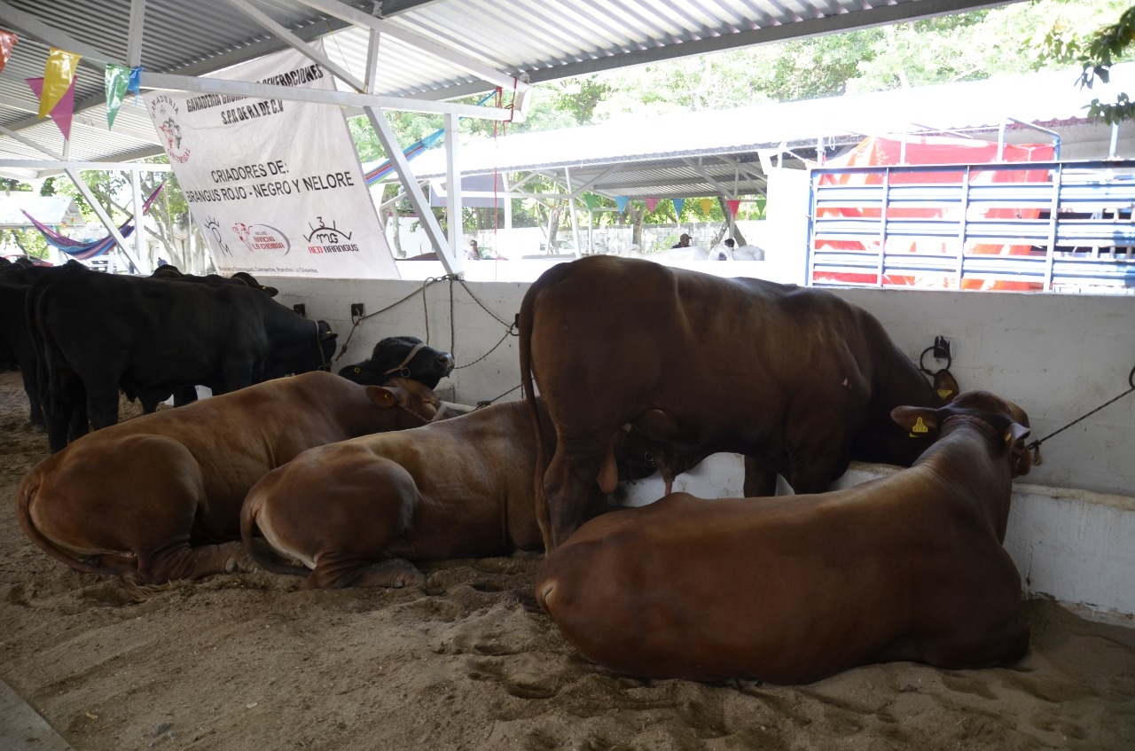 El ganado de Carmen se ha visto afectado por algunas plagas de insectos. Foto: Gerardo Can Dzib