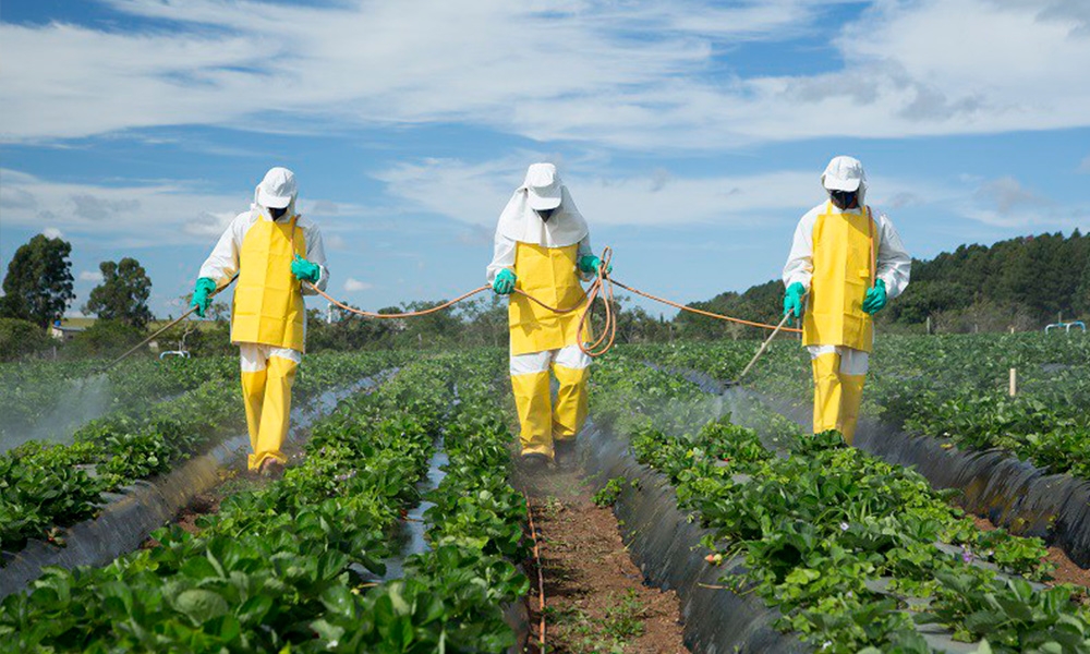 En la Península de Yucatán, es el Estado de Campeche el que encabeza la cifra de zonas contaminadas por plaguicidas
