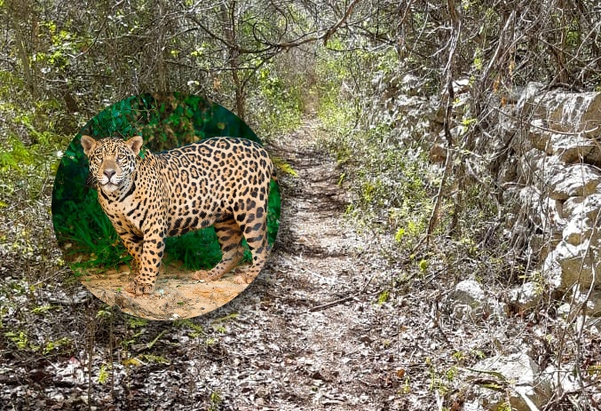 Pobladores de Papacal en Peto señalan la presencia de un jaguar cerca de sus casas