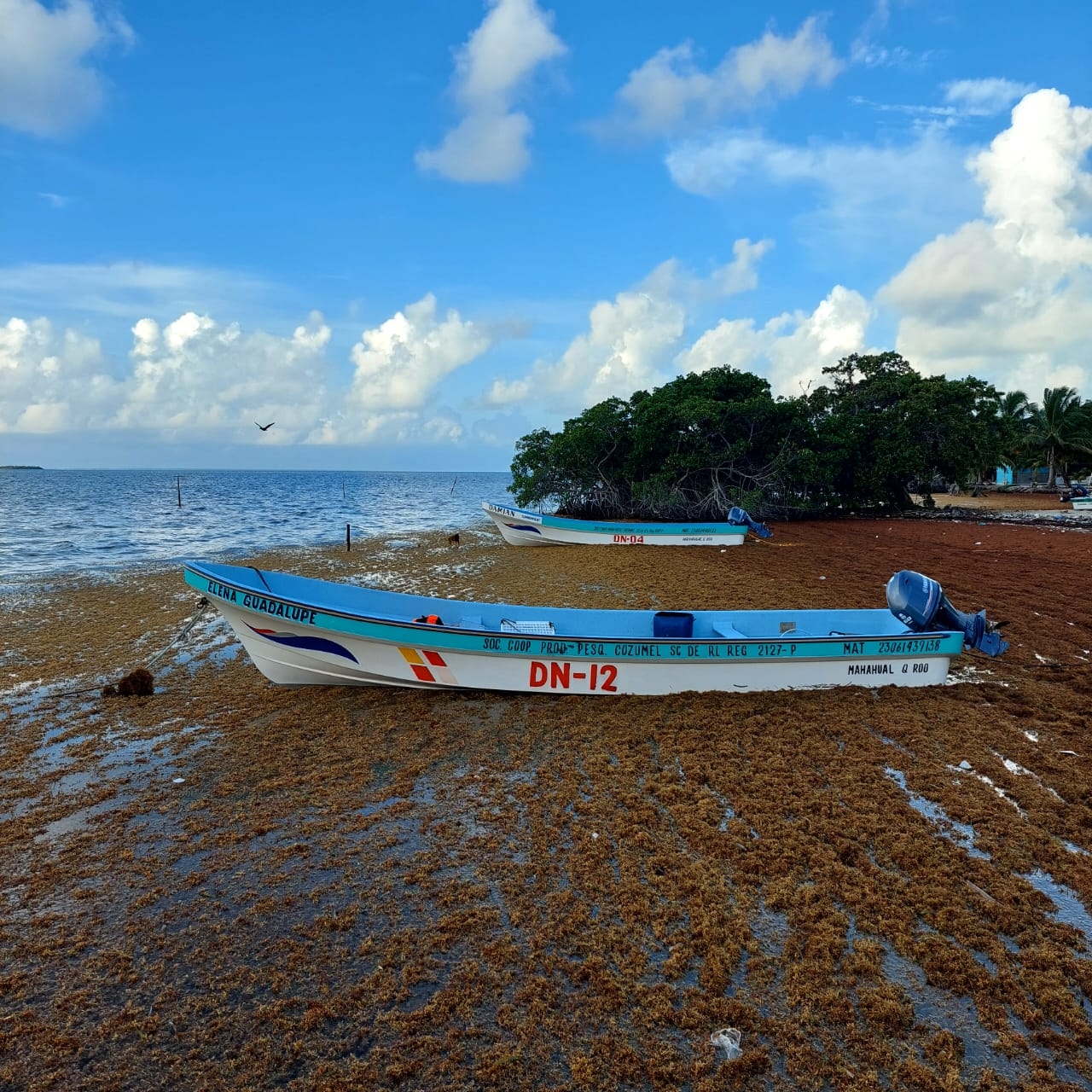 Los pescadores de la Isla María Elena en el municipio de Felipe Carrillo Puerto indicaron que el sargazo no les permite capturar langosta Los pescadores de la Isla María Elena en el municipio de Felipe Carrillo Puerto indicaron que el sargazo no les permite capturar langosta
